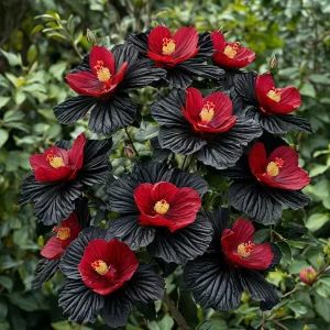 Гибискус Ройял Афеа купить по цене от 460р. в интернет-магазине «Посадика» с доставкой почтой в в Оленегорске и по всей России – [изображение №1].