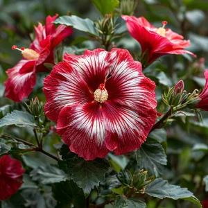 Гибискус Пурпл Мистик купить по цене от 360р. в интернет-магазине «Посадика» с доставкой почтой в в Оленегорске и по всей России – [изображение №1].