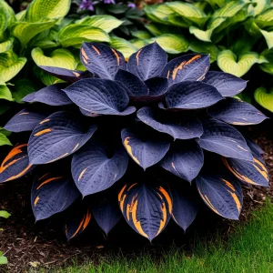 Хоста Умбра купить по цене от 349р. в интернет-магазине «Посадика» с доставкой почтой в в Оленегорске и по всей России – [изображение №1].