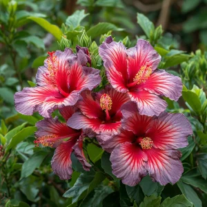 Гибискус Кримсон Флейм купить по цене от 479р. в интернет-магазине «Посадика» с доставкой почтой в в Оленегорске и по всей России – [изображение №1].