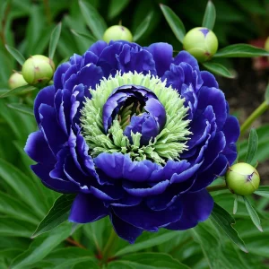 Пион Дримвивер купить по цене от 417р. в интернет-магазине «Посадика» с доставкой почтой в в Оленегорске и по всей России – [изображение №1].