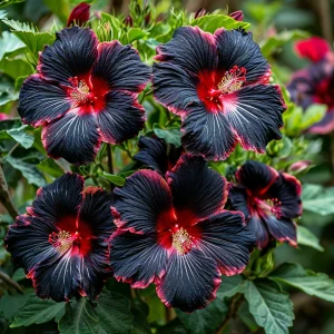 Гибискус садовый Файер Дэнсер купить по цене от 450р. в интернет-магазине «Посадика» с доставкой почтой в в Оленегорске и по всей России – [изображение №1].