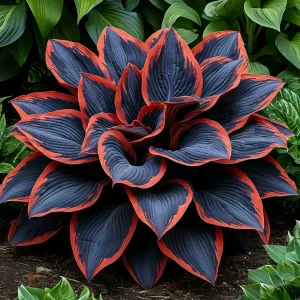 Хоста Солнечный Агат купить по цене от 440р. в интернет-магазине «Посадика» с доставкой почтой в в Оленегорске и по всей России – [изображение №1].