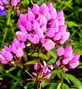 Флокс Бутоник купить по цене от 461р. в интернет-магазине «Посадика» с доставкой почтой в в Оленегорске и по всей России – [изображение №1].