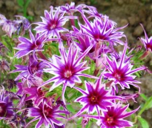 Флокс Звездное Кружево купить по цене от 361р. в интернет-магазине «Посадика» с доставкой почтой в в Оленегорске и по всей России – [изображение №1].