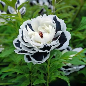 Пион Монохромный Шик купить по цене от 429р. в интернет-магазине «Посадика» с доставкой почтой в в Оленегорске и по всей России – [изображение №1].