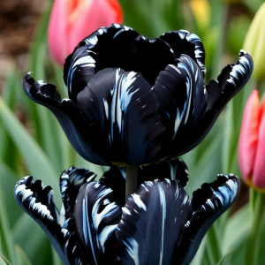 Тюльпан Шелк Нуар купить по цене от 219р. в интернет-магазине «Посадика» с доставкой почтой в в Оленегорске и по всей России – [изображение №1].