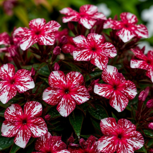 Флокс Ливер Гриммер купить по цене от 590р. в интернет-магазине «Посадика» с доставкой почтой в в Оленегорске и по всей России – [изображение №1].