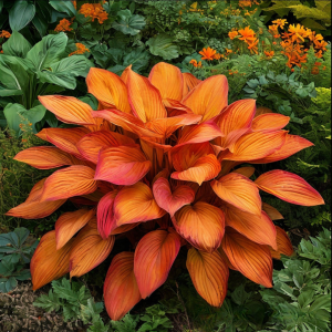 Хоста Солнечный Нектар купить по цене от 605р. в интернет-магазине «Посадика» с доставкой почтой в в Оленегорске и по всей России – [изображение №1].