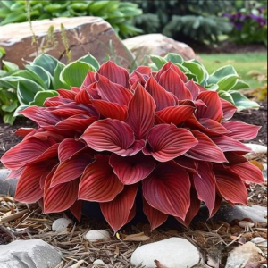 Хоста Малыш Шедевр купить по цене от 421р. в интернет-магазине «Посадика» с доставкой почтой в в Оленегорске и по всей России – [изображение №1].