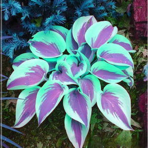 Хоста Висперин Бьюти купить по цене от 379р. в интернет-магазине «Посадика» с доставкой почтой в в Оленегорске и по всей России – [изображение №1].