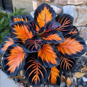 Хоста Сикрет Форест купить по цене от 601р. в интернет-магазине «Посадика» с доставкой почтой в в Оленегорске и по всей России – [изображение №1].