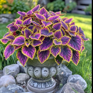 Хоста Рейдянт Чарм купить по цене от 365р. в интернет-магазине «Посадика» с доставкой почтой в в Оленегорске и по всей России – [изображение №1].