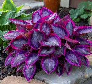 Хоста Сикрет Гарденс купить по цене от 549р. в интернет-магазине «Посадика» с доставкой почтой в в Оленегорске и по всей России – [изображение №1].