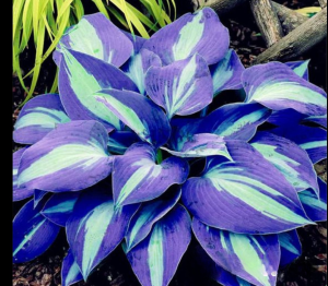 Хоста Аурелия купить по цене от 450р. в интернет-магазине «Посадика» с доставкой почтой в в Оленегорске и по всей России – [изображение №1].