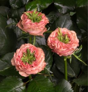 Роза Амбер Инчант купить по цене от 495р. в интернет-магазине «Посадика» с доставкой почтой в в Оленегорске и по всей России – [изображение №1].