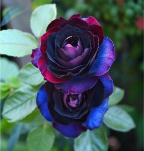 Роза Скарлет Рэвери купить по цене от 489р. в интернет-магазине «Посадика» с доставкой почтой в в Оленегорске и по всей России – [изображение №1].