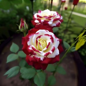 Роза Роял Глом купить по цене от 401р. в интернет-магазине «Посадика» с доставкой почтой в в Оленегорске и по всей России – [изображение №1].