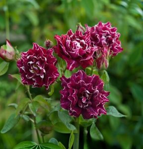 Роза Опаловый Пейзаж купить по цене от 490р. в интернет-магазине «Посадика» с доставкой почтой в в Оленегорске и по всей России – [изображение №1].