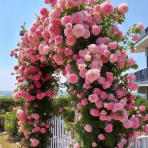 Роза Пастель Розе купить по цене от 605р. в интернет-магазине «Посадика» с доставкой почтой в в Оленегорске и по всей России – [изображение №1].