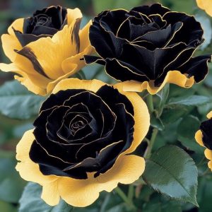 Роза Ханни Сикл купить по цене от 700р. в интернет-магазине «Посадика» с доставкой почтой в в Оленегорске и по всей России – [изображение №1].