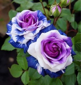 Роза Айвори Каскад купить по цене от 420р. в интернет-магазине «Посадика» с доставкой почтой в в Оленегорске и по всей России – [изображение №1].